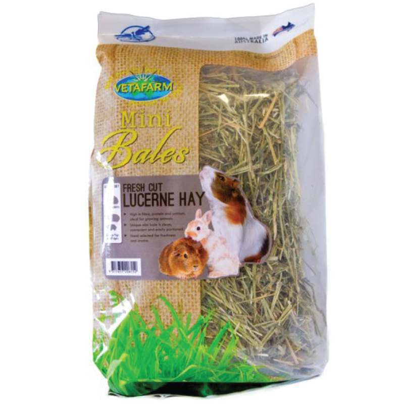 lucerne hay for guinea pigs